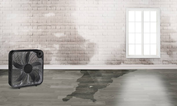 Best Fire Damage Restoration  in Picayune, MS